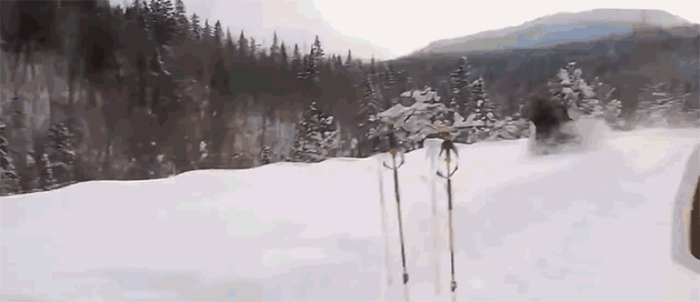 Here's Why You Should Never Spook A Moose In A Single