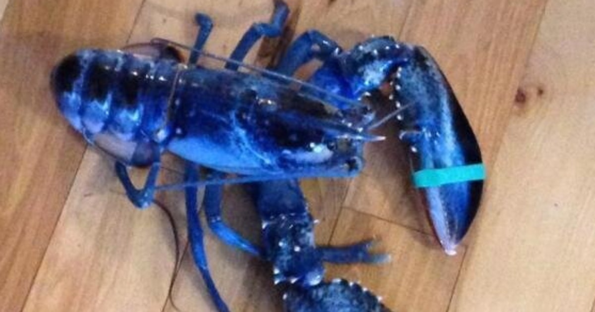 Incredibly Rare Blue Lobster Caught In Maine And Donated (VIDEO
