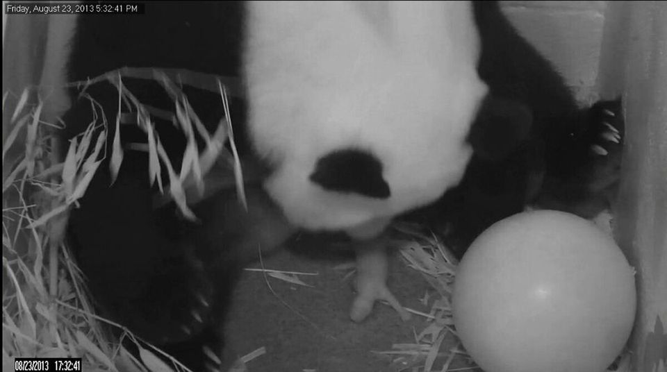 Genius Panda Fakes Being Pregnant To Get More Food Huffpost Canada Life