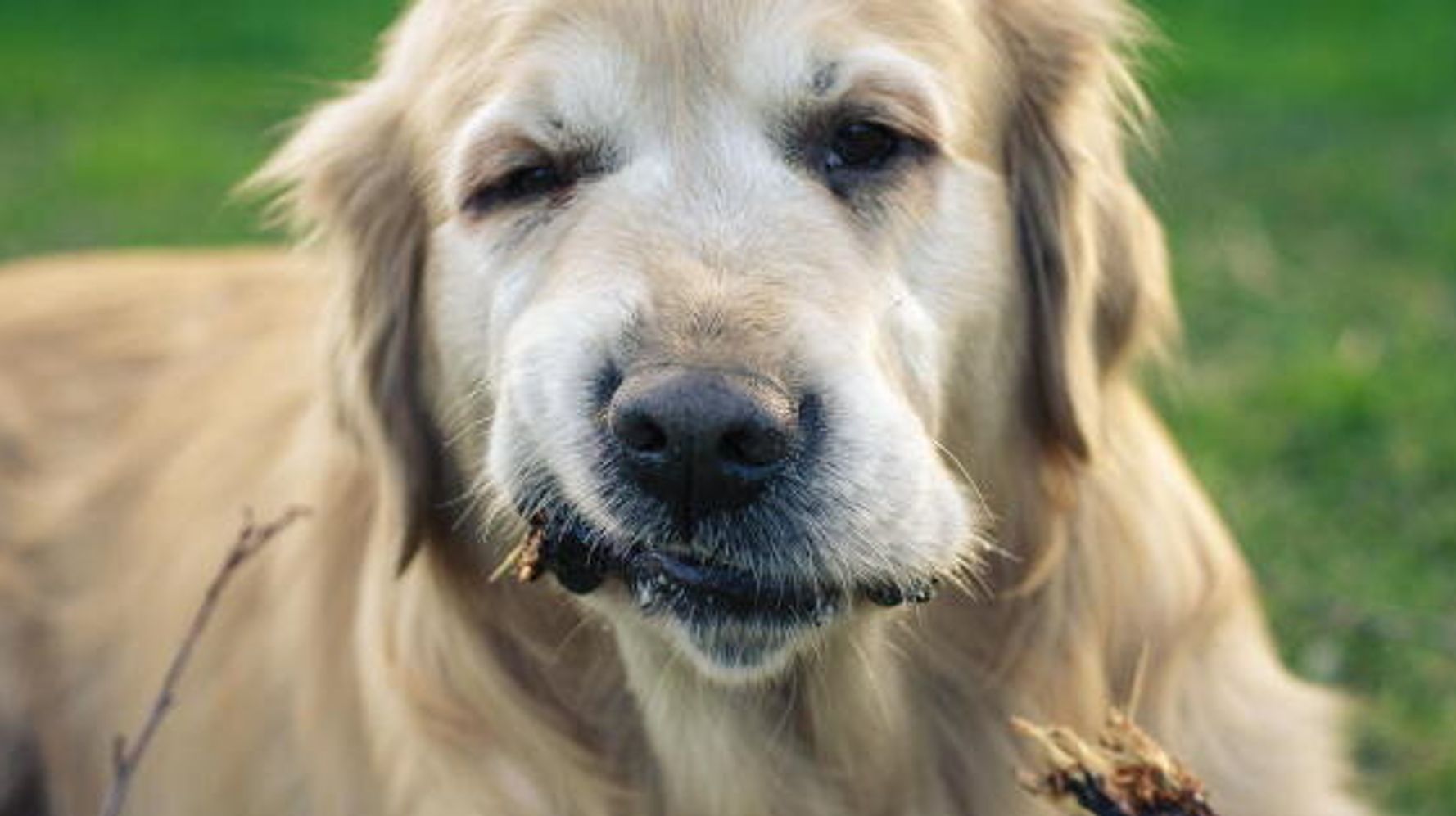 Dog poop overloading Coquitlam, B.C. park garbage cans