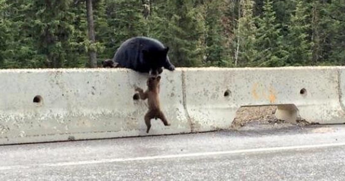 Mama Bear Pulls Cub To Safety Off B.C. Highway HuffPost British Columbia