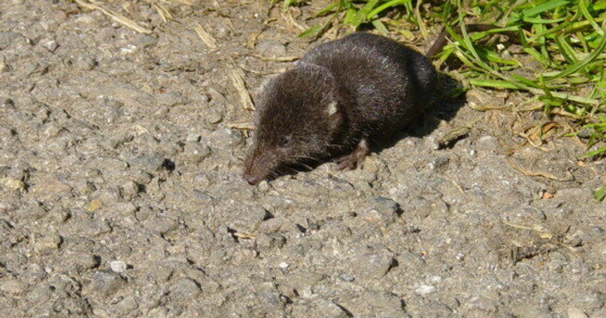 Pacific Water Shrew Disappearing From Lower Mainland ...