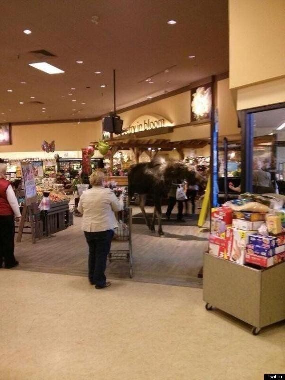 April: <a href="http://www.huffingtonpost.ca/2013/04/11/moose-smithers-safeway_n_3062100.html" role="link" class=" js-entry-link cet-internal-link" data-vars-item-name="Safeway Moose Spooks Smithers Shoppers" data-vars-item-type="text" data-vars-unit-name="5cd75764e4b0d2ca9307204c" data-vars-unit-type="buzz_body" data-vars-target-content-id="/2013/04/11/moose-smithers-safeway_n_3062100.html" data-vars-target-content-type="feed" data-vars-type="web_internal_link" data-vars-subunit-name="before_you_go_slideshow" data-vars-subunit-type="component" data-vars-position-in-subunit="58">Safeway Moose Spooks Smithers Shoppers</a>