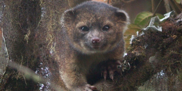 UNSPECIFIED - UNDATED: In this handout photo provided by Smithsonian, an olinguito, a new species of Carnivore which has been newly discovered, is seen in an undated photo. The olinguito (Bassaricyon neblina) had been mistakenly identified for more than 100 years and is also the first carnivore species to be discovered in the American continents in 35 years. (Photo by Mark Gurney for Smithsonian via Getty Images)