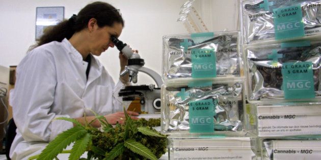 401161 02: An assistant studies marijuana/cannabis leaves in the Maripharma Laboratory February 15, 2002 in Rotterdam, Netherlands. The Dutch government is the first in the world to officially approve the cultivation and sale of cannabis products to pharmacies for medical purposes. A test by the Free Universtity in Amsterdam is conducting tests with 20 Multiple Sclerosis (MS) patients who seem to be experiencing great benefits from the treatment with marijuana. (Photo by Michel Porro/Getty Images)