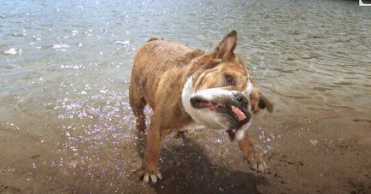 Wet Dogs Shaking Dry Looks Amazing in Slow Motion (VIDEO) HuffPost News