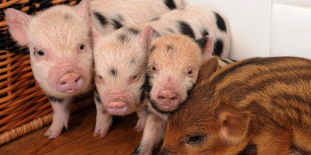 CHRISTCHURCH, UNITED KINGDOM - APRIL 03: Six week old micro pigs at the home of Jane Croft at Little Pig Farm on April 03, 2010 in Christchurch, Cambridgeshire, England. Micro pig and miniature pot bellied pig breeder Jane Croft provides a loving environment for the piglets for the first few weeks of their lives until they find a home. Sharing her home with her dog, Daisy, and house cat, Hector, the piglets eat, sleep and play together with her pets. Costing between GBP £550.00 and GBP £1,200.00, the intelligent animals like to keep exceptionally clean and love company. No larger than 18 inches tall when fully grown at 3 years old, the miniature breeds make such good pets their popularity is booming worldwide - even Harry Potter actor Rupert Grint, who plays Ron Weasley, visited Jane's farm to buy two micro-pigs for his sisters. (Photo by Mark Clifford/Barcroft Media/Getty Images)