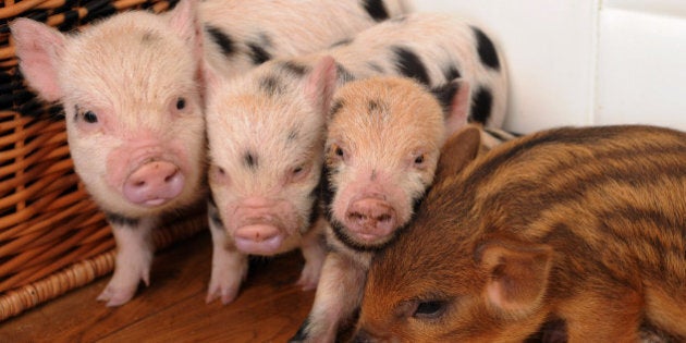 CHRISTCHURCH, UNITED KINGDOM - APRIL 03: Six week old micro pigs at the home of Jane Croft at Little Pig Farm on April 03, 2010 in Christchurch, Cambridgeshire, England. Micro pig and miniature pot bellied pig breeder Jane Croft provides a loving environment for the piglets for the first few weeks of their lives until they find a home. Sharing her home with her dog, Daisy, and house cat, Hector, the piglets eat, sleep and play together with her pets. Costing between GBP Â£550.00 and GBP Â£1,200.00, the intelligent animals like to keep exceptionally clean and love company. No larger than 18 inches tall when fully grown at 3 years old, the miniature breeds make such good pets their popularity is booming worldwide - even Harry Potter actor Rupert Grint, who plays Ron Weasley, visited Jane's farm to buy two micro-pigs for his sisters. (Photo by Mark Clifford/Barcroft Media/Getty Images)