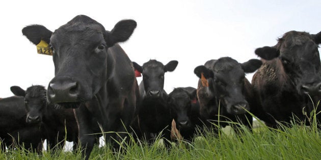 TOMALES, CA - APRIL 24: Cows graze on grass at the Stemple Creek Ranch on April 24, 2014 in Tomales, California. Extreme weather conditions across the country have reduced the number of cattle coming to market and have sent the wholesale price of U.S. beef to record highs. (Photo by Justin Sullivan/Getty Images)