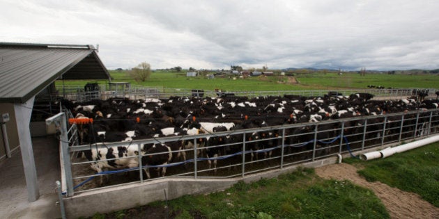 Dairy cows stand in a yard at a farm near Hamilton, New Zealand, on Thursday, Aug. 21, 2014. Fonterra Cooperative Group Ltd., the world's biggest dairy exporter, expects global milk prices to recover from their slump as China re-enters the market, Chief Executive Officer Theo Spierings said. Photographer: Brendon O'Hagan/Bloomberg via Getty Images