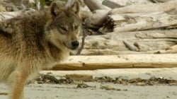 My Quest With Dad To Film Wild Wolves On B.C.