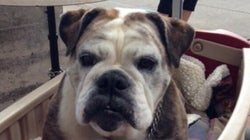 What My Bulldog And A Wagon Taught Me About