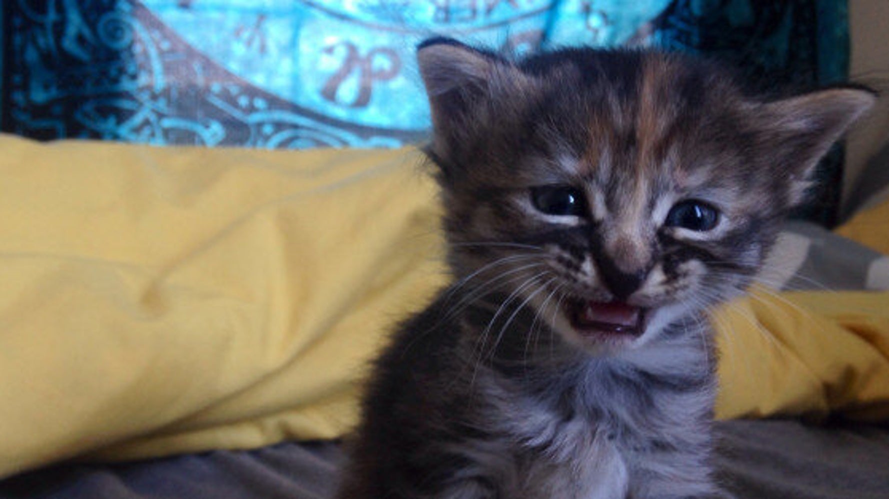 Sad Kitten Meme