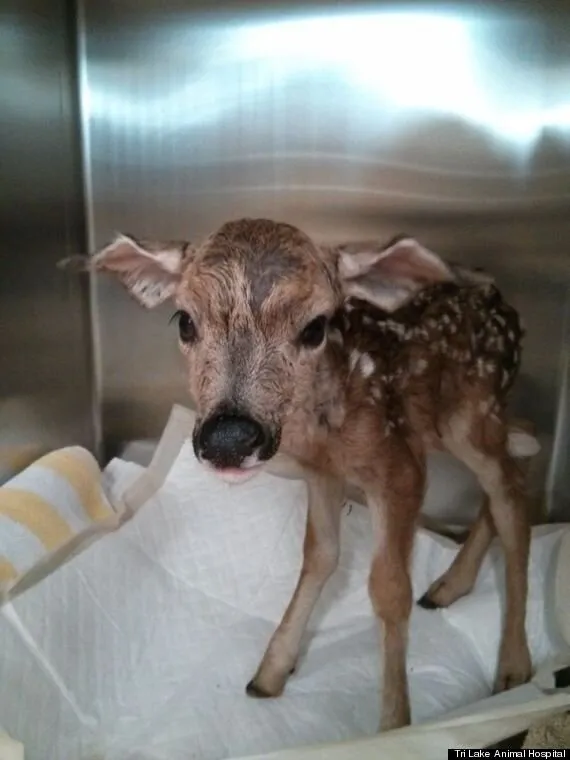 Young deer fawn being bathed during rehabilitation and medical