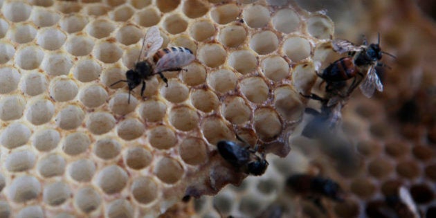 In this photo taken Monday, March 22, 2010, Scavenger bees hover around a dead hive at a bee farm east of Merced, Calif. The mysterious 4-year-old crisis of disappearing honeybees is deepening. A quick federal survey indicates a heavy bee die-off this winter, while a new study shows honeybees' pollen and hives laden with pesticides. Two federal agencies along with regulators in California and Canada are scrambling to figure out what is behind this relatively recent threat, ordering new research on pesticides already in use. (AP Photo/Marcio Jose Sanchez)