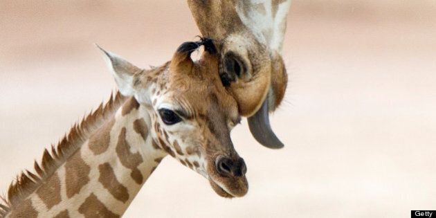 Baby Animals And Mothers: 50 Super Cute Babies And Their Moms (PHOTOS