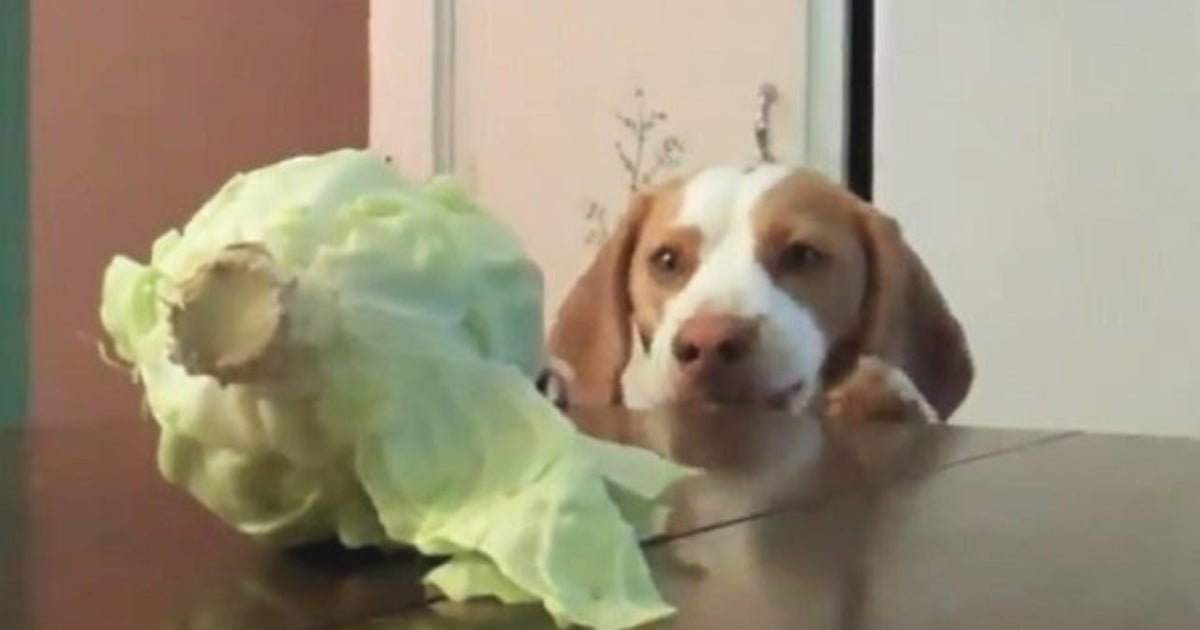 Five Ways to Eat Cabbage HuffPost Life