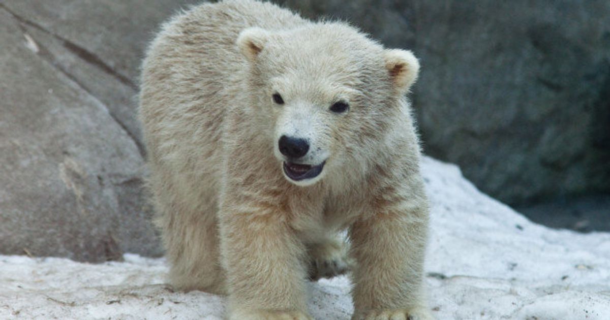 Toronto Zoo Polar Bear Cubs Die, Cause Unclear | HuffPost ...