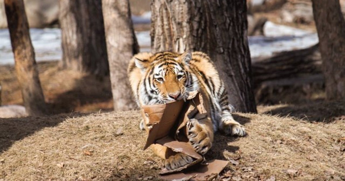 Tiger Cubs At Calgary Zoo Celebrate First Birthday Photos Video
