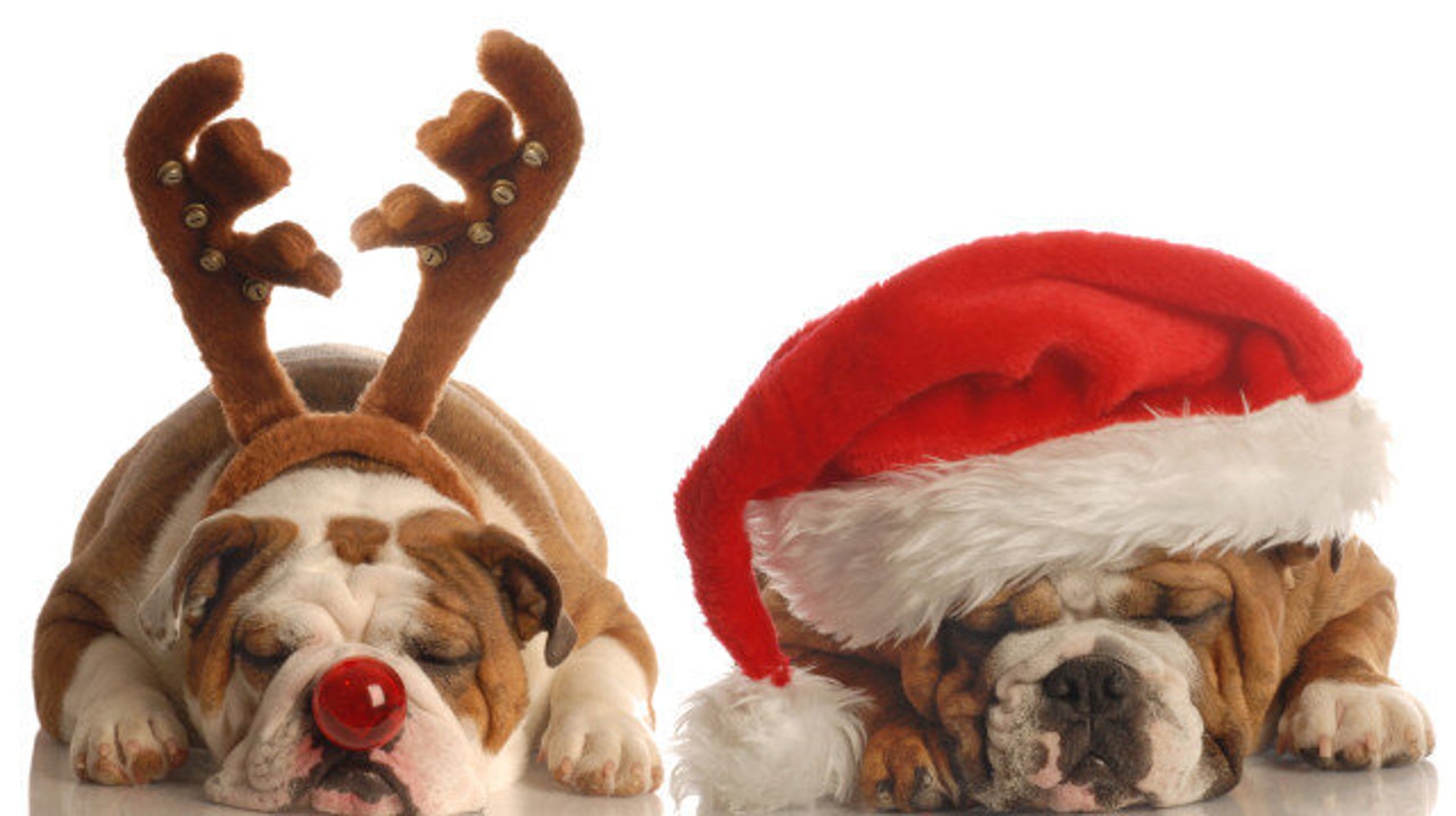 Pet Gifts: 32 Gift Ideas For Your Cute Pet | HuffPost Canada Life