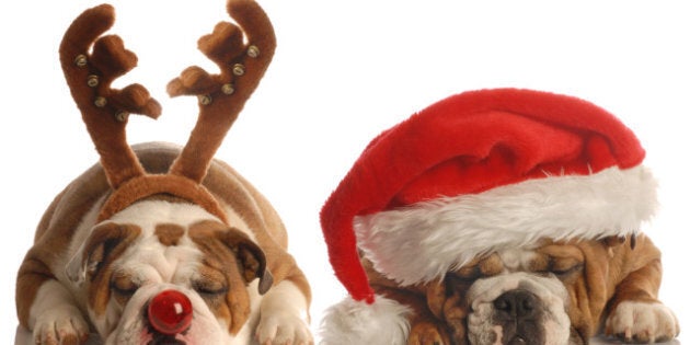 Pet Gifts: 32 Gift Ideas For Your Cute Pet | HuffPost Canada Life