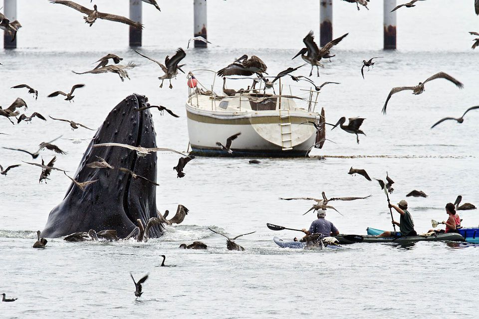 Close Humpback Whale Encounter Captured On Camera