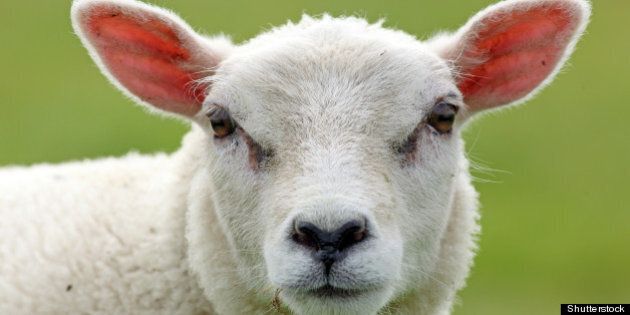 cute spring lamb