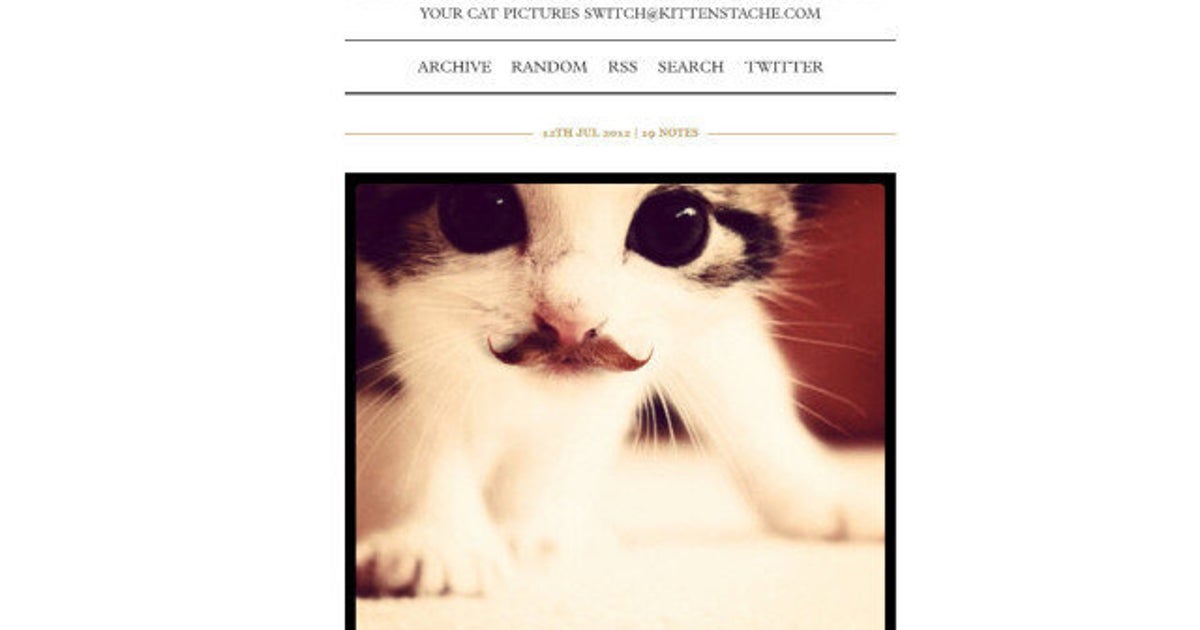 Kittenstache: Mustachioed Cats Equals ZOMG Cute! | HuffPost Life