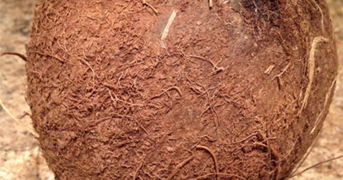 CocoNutty Are Coconuts Good for You? HuffPost Life