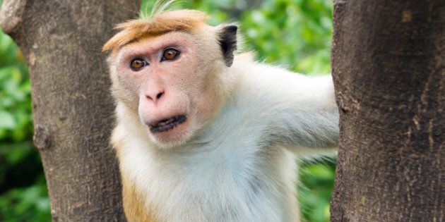 macaque monkey outdoor