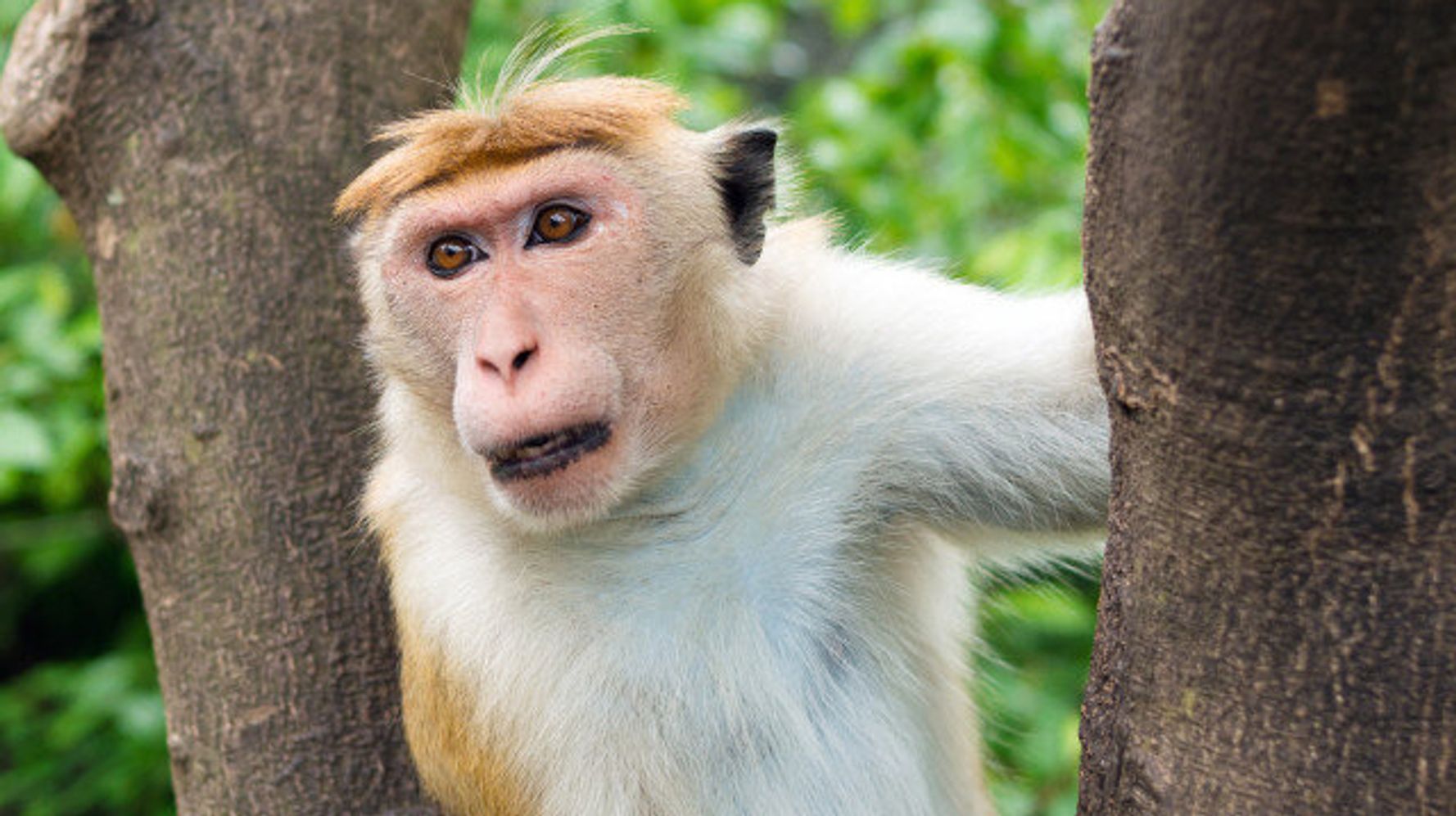 Monkey Loose In Meadowood, BC: Report | HuffPost British Columbia