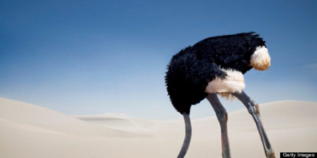 Ostrich burying head in the sand, Tsavo East National Park, Kenya, Africa