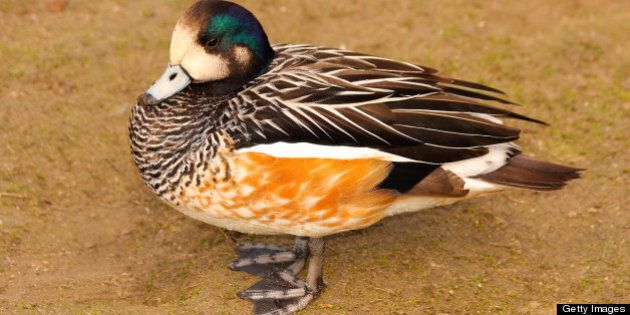 The Falcated Duck or Falcated Teal (Anas falcata) is a Gadwall-sized dabbling duck, breeds in eastern Asia.