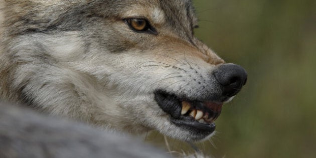 gray wolf patient and constant ...