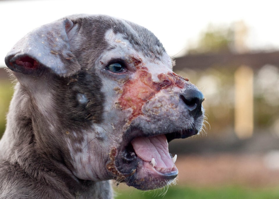 Abused Surrey puppy