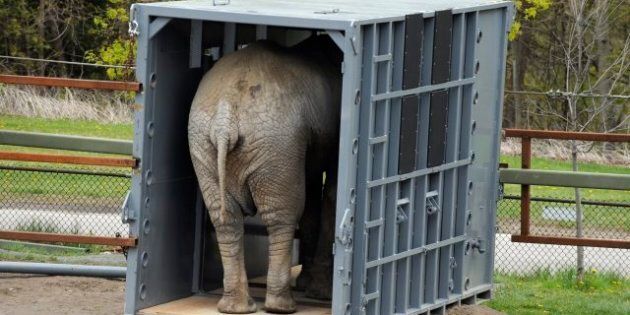 Toronto Zoo Elephants Flying To California In Move Two ...