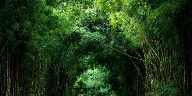 road with bamboo