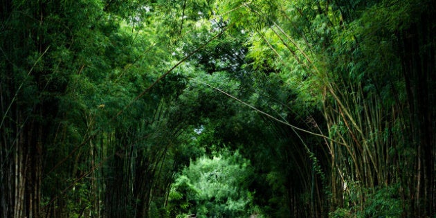 road with bamboo