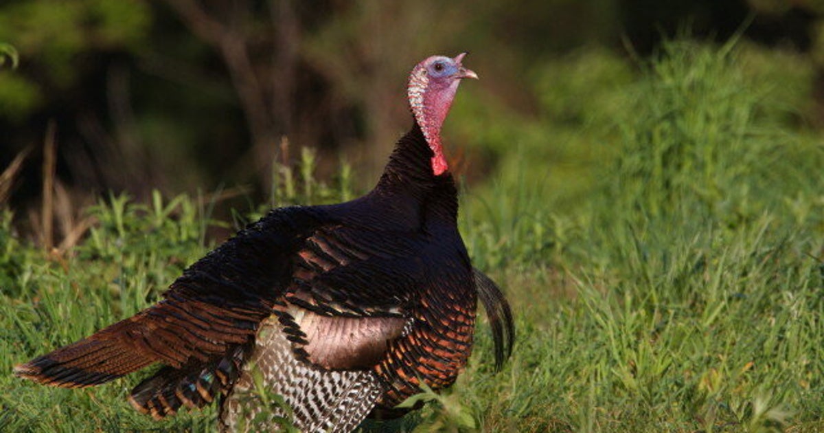 Wild Turkeys Harassing People In Ottawa Suburb HuffPost News