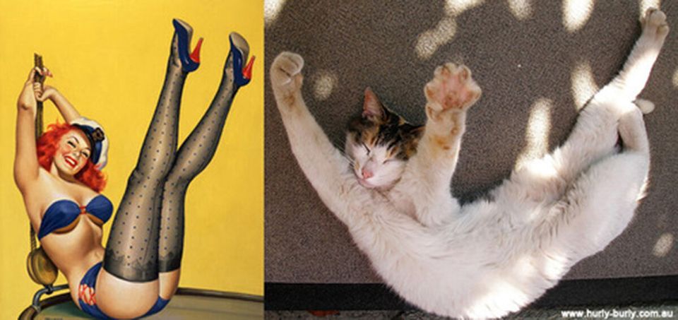 Cats Who Look Like Pin-up Girls