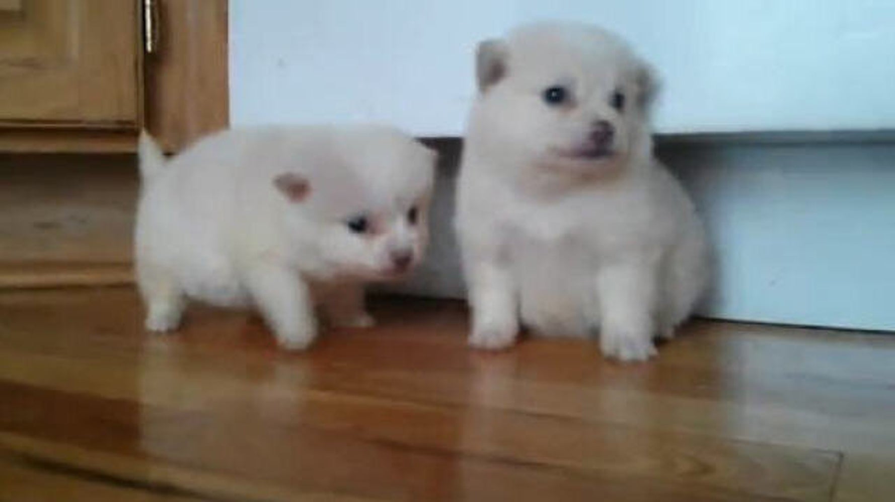 2 week discount old pomeranian