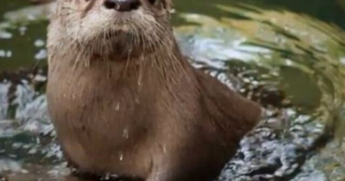 Mo The Grumpy Baby Otter Gets Swimming Lessons (VIDEO) | HuffPost News