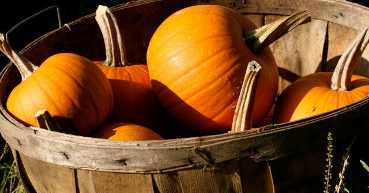 How to Pick Your Perfect Pumpkin HuffPost Canada