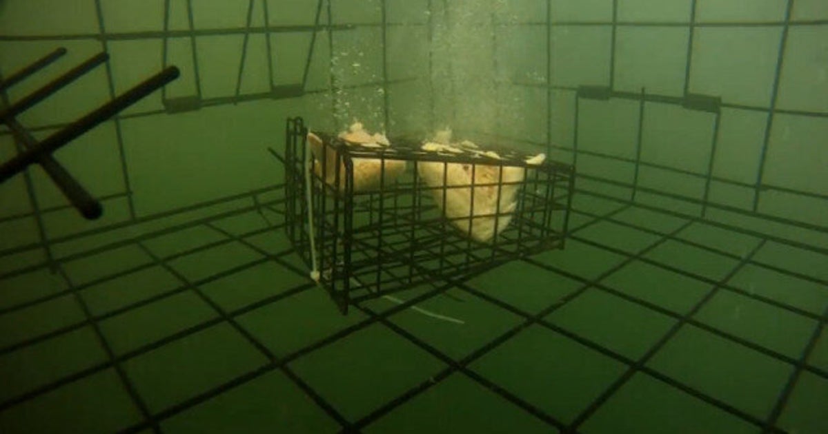 Crab Fishing Off The Shores Of North Vancouver (VIDEO) HuffPost