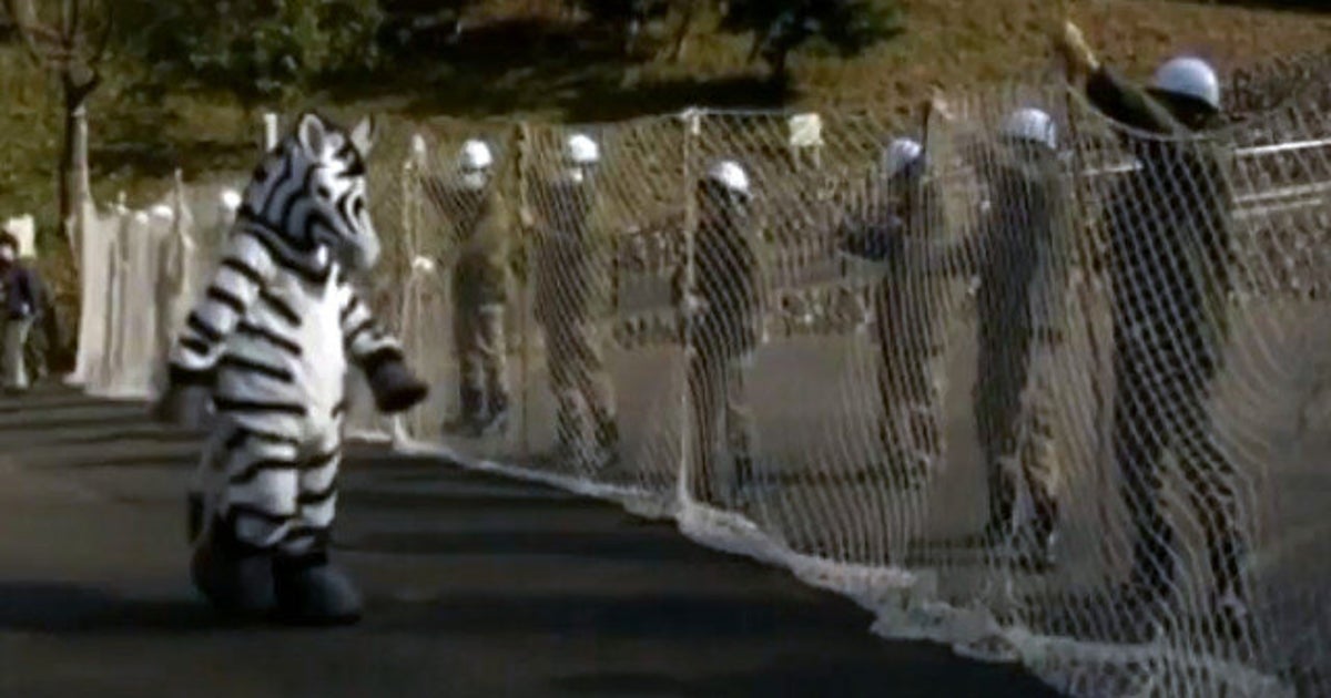 Fake Zebra Escape Drill Japan's Tama Zoo Runs Exercise To Prepare For