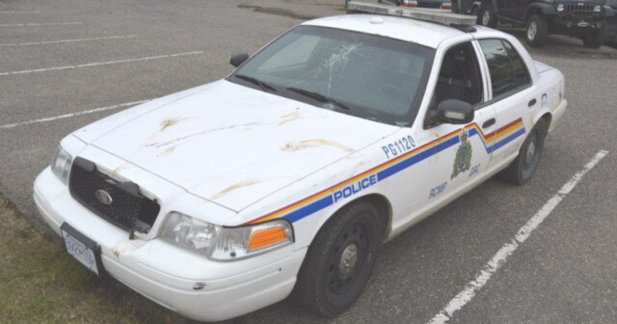 Moose Attacks Prince RCMP Cruiser, Officer HuffPost British