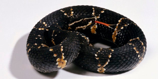 Taylor's Cantil, Ornate Cantil (Agkistrodon bilineatus taylori), male