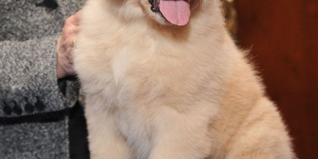 NEW YORK, NY - JANUARY 30: Gibbs, a Golden Retriever puppy poses for pictures as the American Kennel Club Announces Most Popular Dogs in the U.S. on January 30, 2013 in New York City. (Photo by Gary Gershoff/Getty Images for the American Kennel Club)