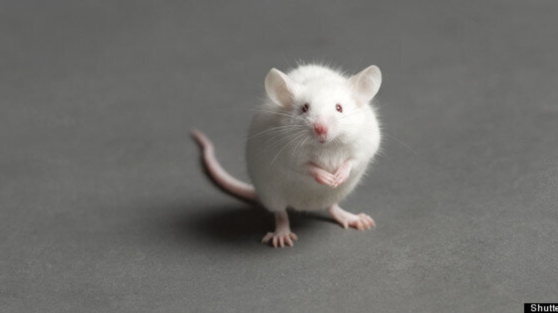 Mouse Cloned From Blood: Single Drop Was All It Took | HuffPost Canada News