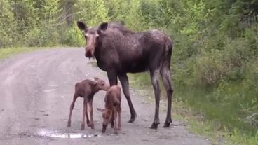 moose attacks hunter